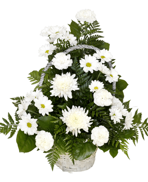 A one-sided basket arrangement suitable to be sent to a funeral or memorial service, in all whites with carnations, football mums, and daisy poms. 23 inchH x 15 inchW