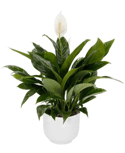 Spathiphyllum (Peace Lily) in a 6 inch white ceramic pot. Height will vary.
