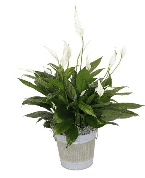 Spathiphyllum (Peace Lily) in a 6 inchH round silver metal tin with a green painted design and a metal handle