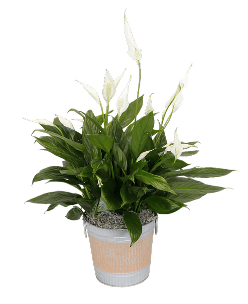 Spathiphyllum (Peace Lily) in a 6 inchH round silver metal tin with a orange painted design and a metal handle