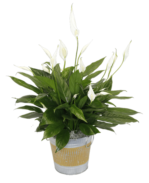 Spathiphyllum (Peace Lily) in a 6 inchH round silver metal tin with a yellow painted design and a metal handle