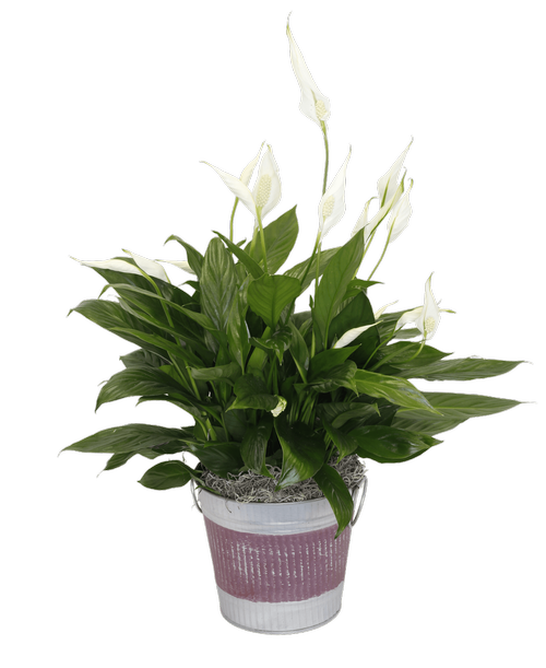 Spathiphyllum (Peace Lily) in a 6 inchH round silver metal tin with a purple painted design and a metal handle