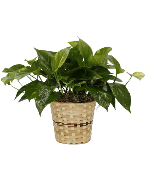 Pothos plant in a 6 inch basket. Approximately 15 inchH