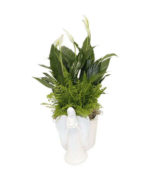 A 7 inchH white ceramic angel with a dove attached to a 4 inch pot holding an assortment of foliage plants. Approximately 15 inchH x 10 inchW