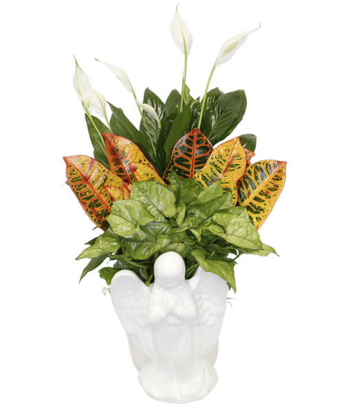 A white ceramic praying angel with a 6.5 inch round pot holding an assortment of foliage plants. Approximately 21 inchH x 14 inchW
