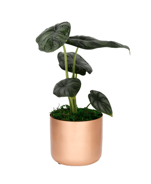 A 4 inchH copper pot holds a Alocasia plant. Alocasia plants prefer warm temperatures so keep away from cold drafts. They need bright but indirect light. Avoid overwatering this plant.