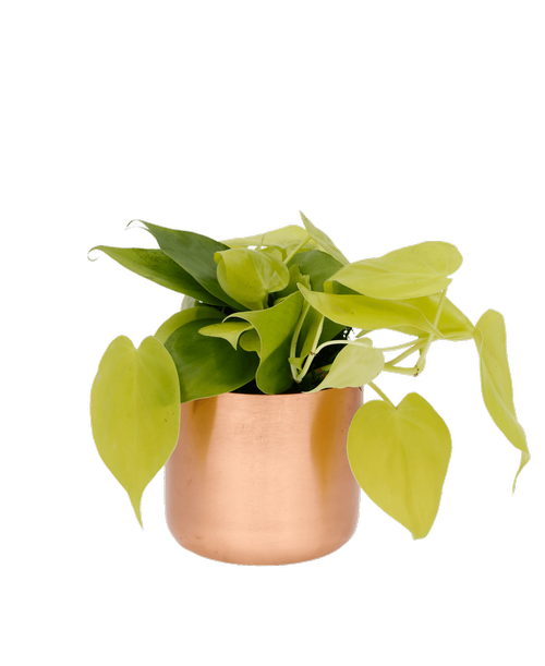 A 4 inchH copper pot holds a Philodendron plant. Philodendron plants like bright, indirect light.