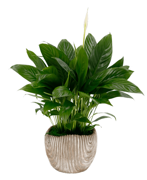 A 5 inch ceramic decorative pot holds a Spathiphyllum plant. Spathiphyllum prefer indirect sunlight.