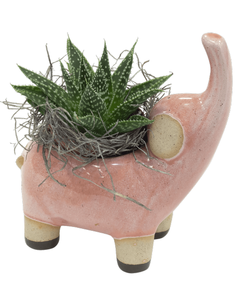 A 5 inchH stoneware elephant holds an easy to care for small succulent plant. Container color will vary. Overall Approximately 5 inchH x 3 inchW