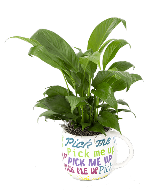 A mug with the saying 'pick me up' in assorted colors and fonts holds a 4 inch Spathiphyllum (Peace Lily) plant. Approximately 16 inchH