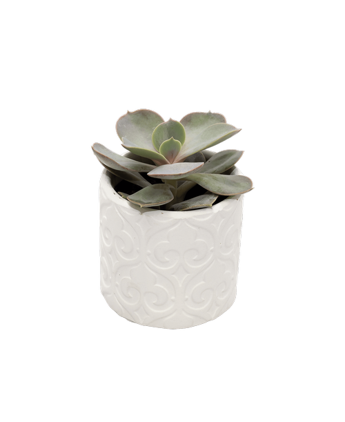 A 2.25 inch round white embossed pot holds an easy to care for succulent plant. Approximately 3 inchH x 3 inchW