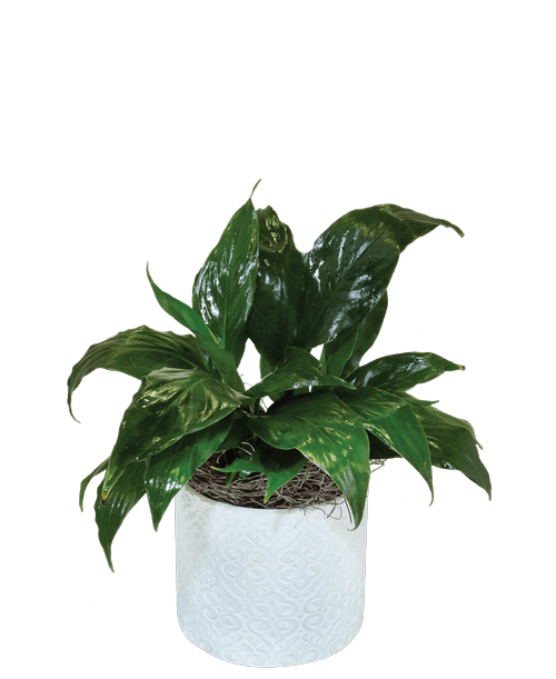 A 4 inch round white embossed pot holds a 4 inch Spathiphyllum (Peace Lily) plant. Approximately 11 inchH