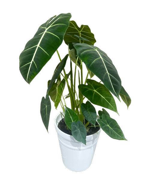 Mythic™ Alocasia - Frydek plant in a 6.5 inch white slate pot. Dark green, velvety foliage with prominent bright white veins is a Frydek calling card. You'll find yourself wanting to reach out and touch the soft leaves. The contrasting veins highlight the deep green background.<br><br><img src= inch/graphics/pw.png inch align= inchright inch alt= inchProven Winners Logo inch style= inchmax-width:75px inch>This plant is a Proven Winners variety. Proven Winners plants are high-quality plants that are selected for their performance, beauty, and disease resistance. Proven Winner plants have been proven to be easy to care for, healthy, and long-lasting with proper care.