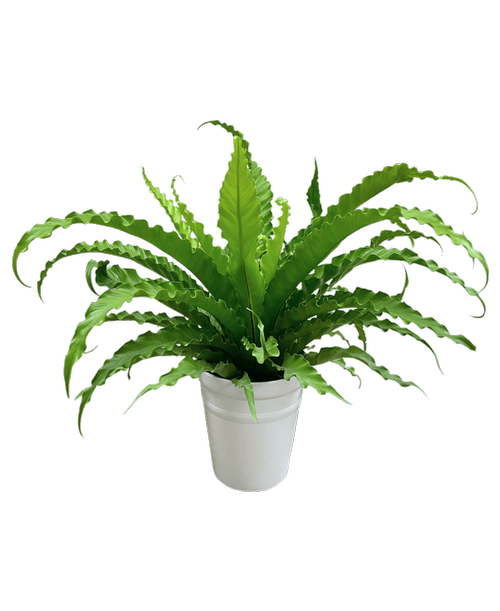 Living Lace® Fern - Birds Nest Victoria plant in a 6.5 inch white slate pot. This striking, broad strap-leaved fern has a distinctive shape that some liken to a bird's nest, which is how it got its common name. Glossy, green fronds with uniformly ruffled edges spread upward and outward to form a rosette with a nest-like center. In the wild, water and organic matter is collected in the center and absorbed by the plant. <br><br><img src= inch/graphics/pw.png inch align= inchright inch alt= inchProven Winners Logo inch style= inchmax-width:75px !important inch >This plant is a Proven Winners variety. Proven Winners plants are high-quality plants that are selected for their performance, beauty, and disease resistance. Proven Winner plants have been proven to be easy to care for, healthy, and long-lasting with proper care.