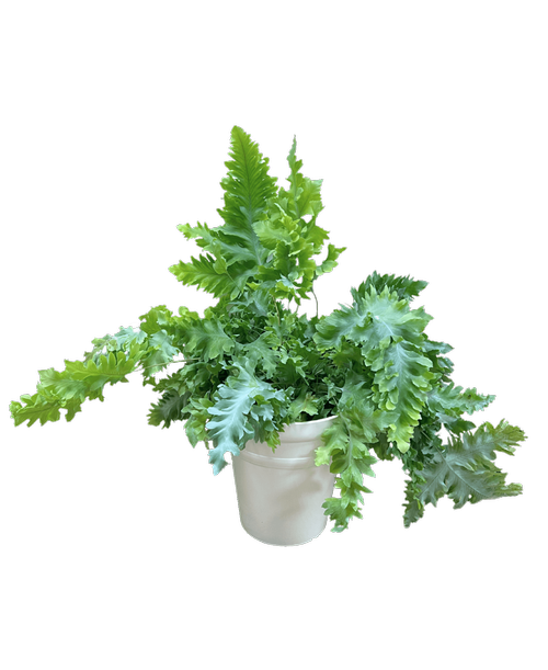Living Lace® Fern - Blue Star Davana plant in a 6.5 inch white slate pot. Davana produces distinctly ruffled, scalloped, arching fronds that form a full, robust clump. The evergreen leaves emerge light green and develop a powdery blue-green patina as they age. Yellow-orange spore cases decorate the undersides of the fronds. Like most rabbit's foot ferns, this plant is an epiphyte with a creeping habit. Furry rhizomes branch out from the base and produce new leaves.<br><br><img src= inch/graphics/pw.png inch align= inchright inch alt= inchProven Winners Logo inch style= inchmax-width:75px !important inch >This plant is a Proven Winners variety. Proven Winners plants are high-quality plants that are selected for their performance, beauty, and disease resistance. Proven Winner plants have been proven to be easy to care for, healthy, and long-lasting with proper care.