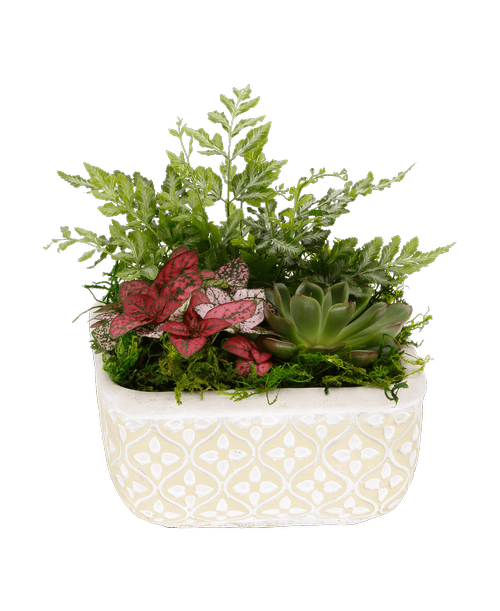 A 5.5 inch square distressed cement design container holding a calendiva plant and two assorted foliage plants. Approximately 9.5 inchH x 9.5 inchW