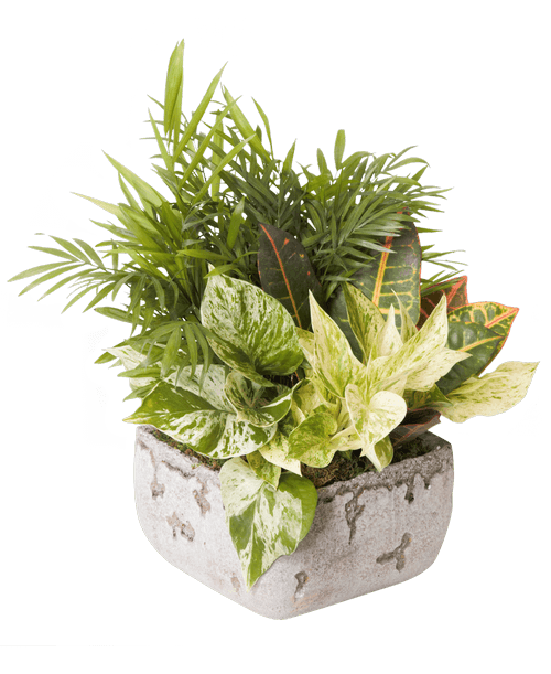 A 6.25 inch square distressed cement design container holding three assorted foliage plants. Approximately 14.5 inchH x 11 inchW