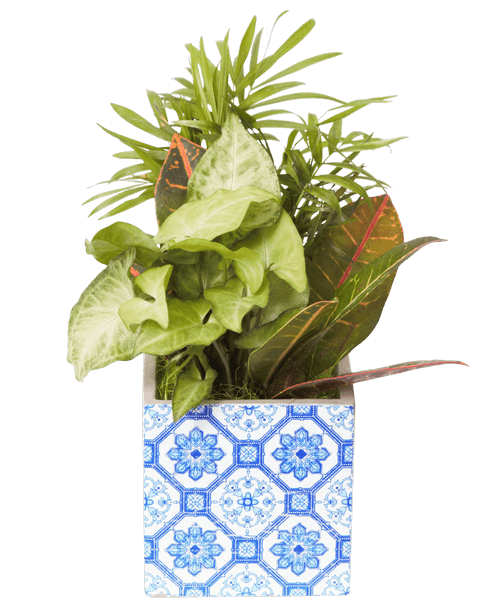 A 4.25 inch cement cube with a delft design on the front holds three foliage plants. Approximately 12 inchH x 8 inchW