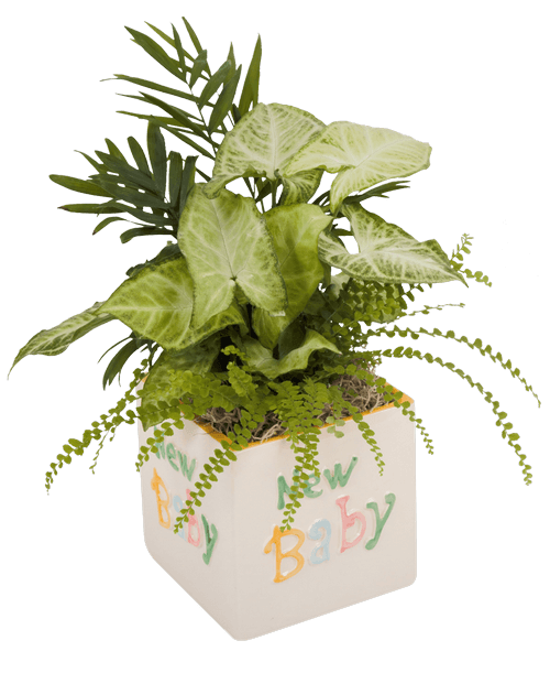 A 5 inch ceramic cube with a inchNew Baby inch greeting holds three assorted foliage plants. Approximately 13 inchH x 6 inchW