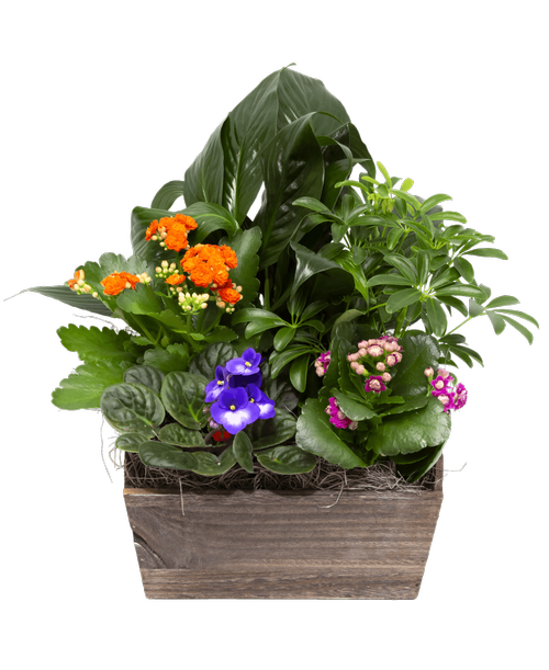 A 10.5 inch x 9.25 inch x 5.75 inchH wooden box container holds two foliage plants, an Afican violet (colors will vary), and two Calendiva plants. Approximately 17 inchH x 13 inchW