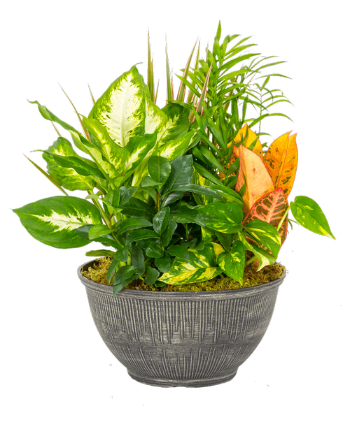 A 10 inch bowl holds six assorted foliage plants. Approximately 11 inch x 17 inch