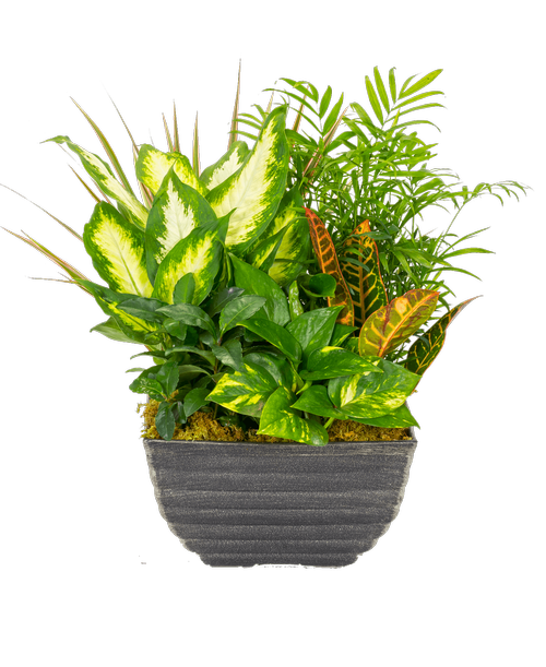A 10 inch bowl holds six assorted foliage plants. Approximately 11 inch x 21 inch