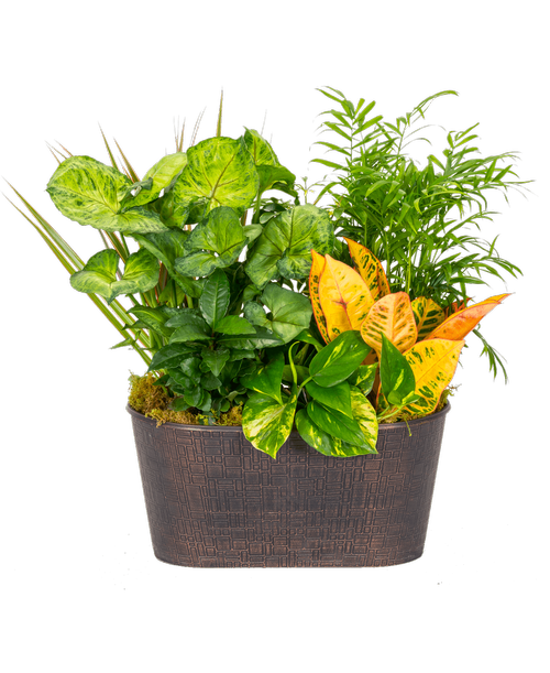An 11 inch oval pot holds six assorted foliage plants. Approximately 12 inch x 19 inch