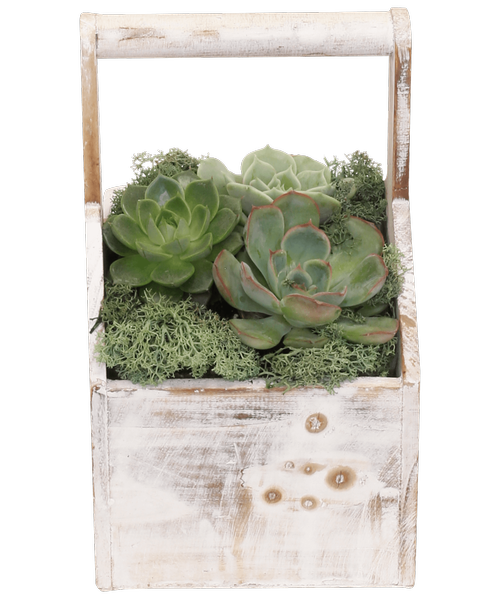 A 4.5 inch x 4.5 inch x 9 inch square white wash wood box with a handle holds three 2 inchsucculent plants and reindeer moss. 