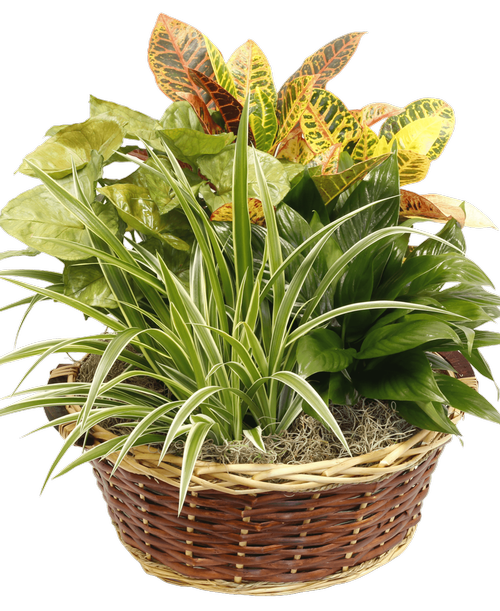 A 15 inch round willow baskets holds foliage plants including a Spathiphyllum (Peace Lily), Syngonium, and a Spider Plant. Approximately 23 inchH x 20 inchW