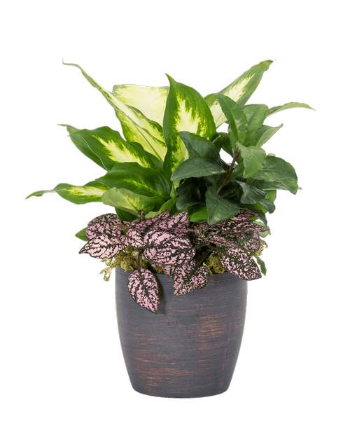 A 4.5” Bronze Euro Planter holds 3 assorted foliage plants. Approximately 5”W x 13”H