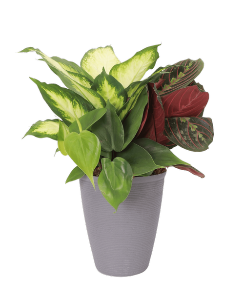 A 5” Ava Orchid holds 3 assorted foliage plants. Approximately 5”W x 14”H
