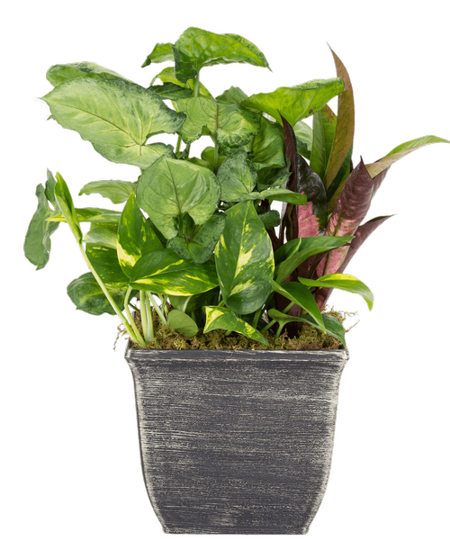 A 7.5” Square Pot holds 3 assorted foliage plants. Approximately 7”W x 14”H