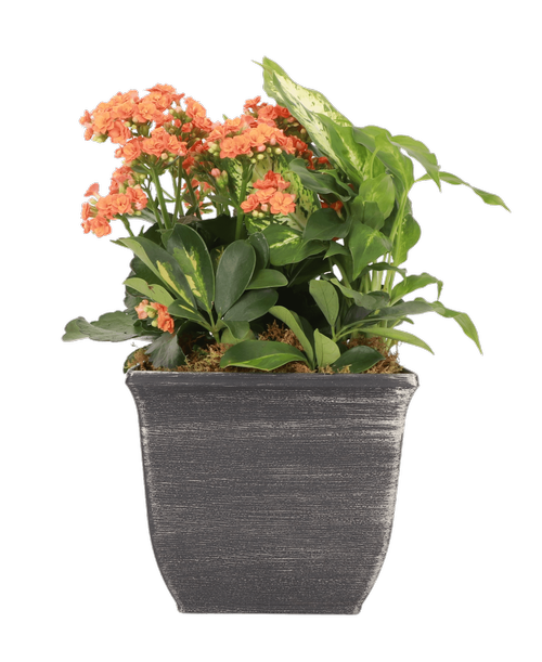 A 7.5” Square Pot holds a calendiva and 2 assorted foliage plants. Approximately 6”W x 16”H