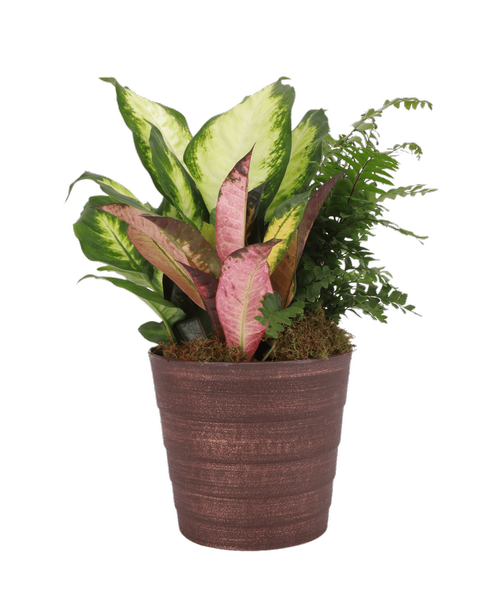 A 6” Copper Bamba Pot holds 3 assorted foliage plants. Approximately 6”W x 14”H