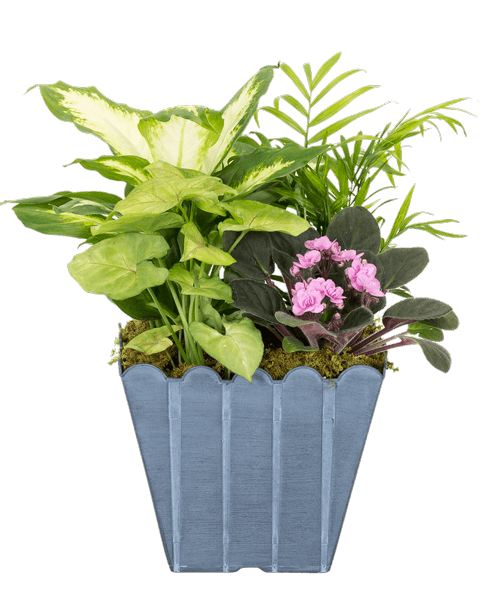 A 7” Blue Square Fence Pot holds an African violet and 3 assorted foliage plants. Approximately 7”W x 18”H