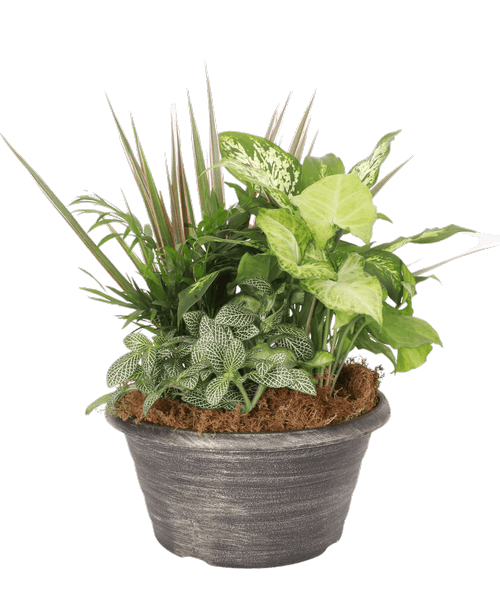 A 10” Bamba Bowl holds 5 assorted foliage plants. Approximately 10”W x 14”H
