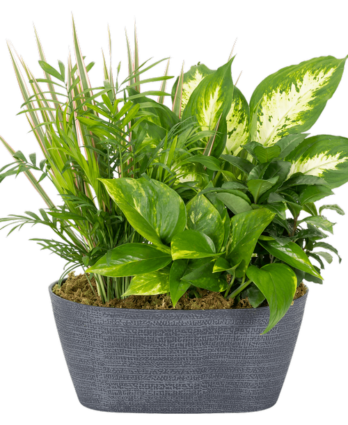 An 11” Jute Oval Pot holds 5 assorted foliage plants. Approximately 11”W x 18”H