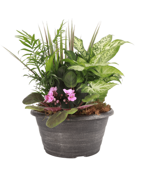 A 10” Bamba Bowl holds an African violet and 4 assorted foliage plants. Approximately 10”W x 14”H