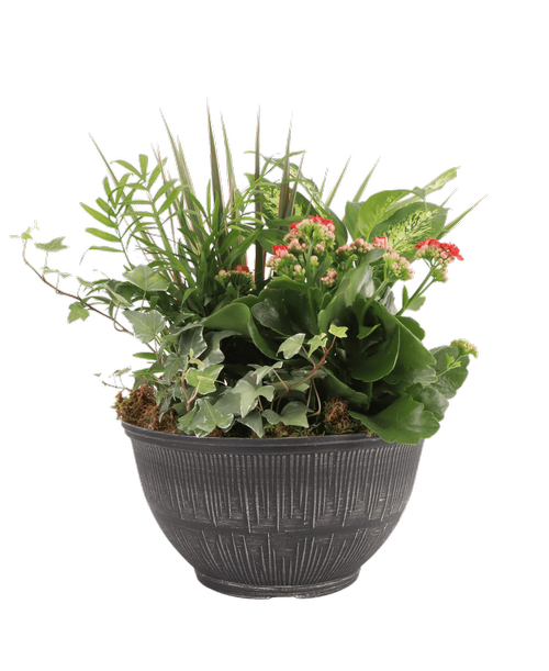 An 11” Nori Bowl holds a Kalanchoe and 4 assorted foliage plants. Approximately 11”W x 14”H
