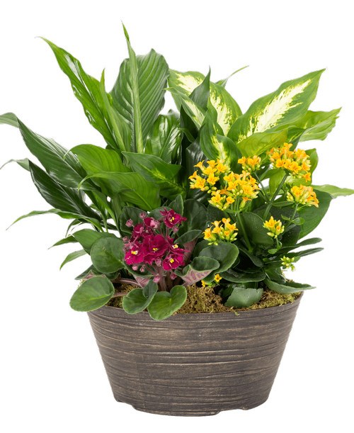 A 10” Bronze Bangle Bowl holds an African Violet, a kalanchoe, and 2 assorted foliage plants. Approximately 10”W x 15”H