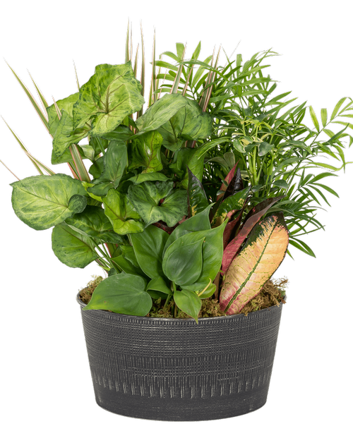 A 10.5” Hazelton Pot holds 6 assorted foliage plants. Approximately 11”W x 15”H