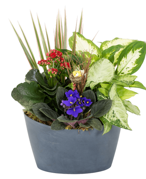 An 11” Sparrow Bowl holds a kalanchoe, an African violet, and 3 assorted foliage plants with a bird nest stick-in. Approximately 11”W x 15”H