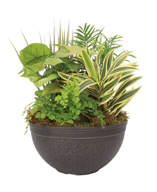 A 12” Belly Bowl holds 5 assorted foliage plants. Approximately 12”W x 19”H