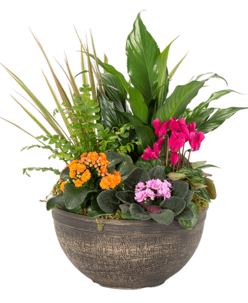 A 12” Belly Bowl holds 3 assorted blooming plants and 3 assorted foliage plants. Approximately 12”W x 18”H