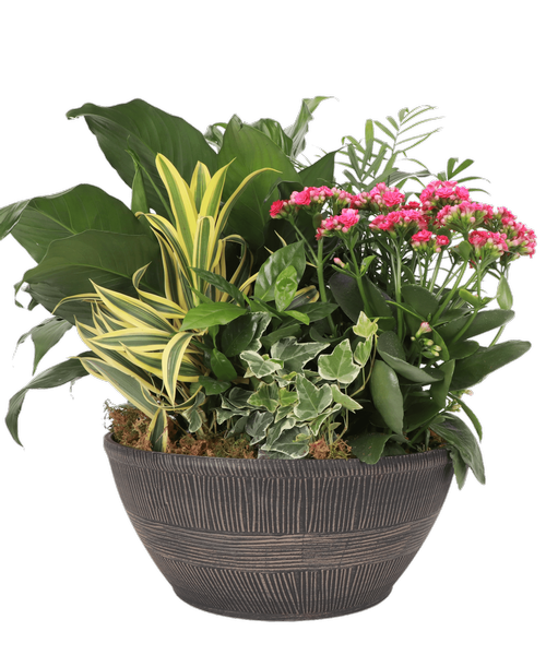 A 14” Sand Thatch Bowl holds a kalanchoe and 5 assorted foliage plants. Approximately 14”W x 14”H