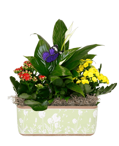 A 9.5 inchL x 3.5 inchH rectangular rustic cement design container holds three plants including two calendiva plants, a spathiphyllum plant (Peace Lily), and includes a butterfly stick in. Plant colors may vary. Approximately 13 inchHx12 inchW