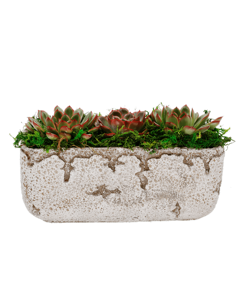 A 10 inchL x 4 inchH rectangular distressed cement design container holds three easy to care for succulent plants and deer moss. Approximately 6 inchH x 10 inchW
