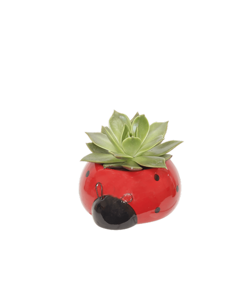 A 4.5 inch red lady bug container holds an easy to care for succulent plant.