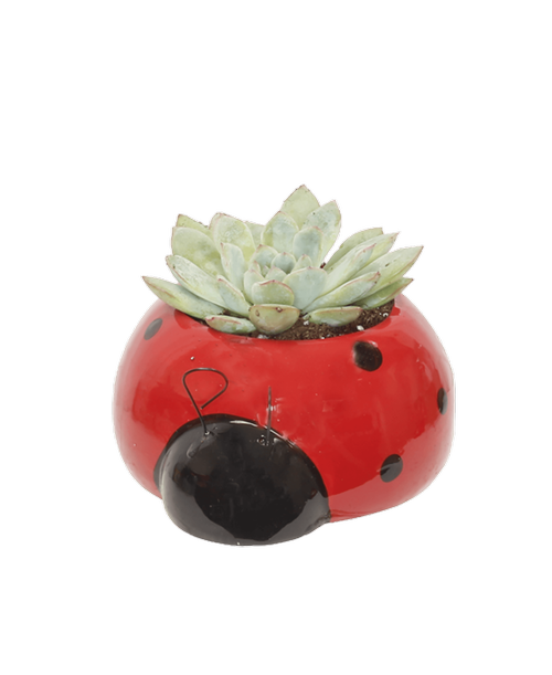 A 5.5 inch red lady bug container holds an easy to care for succulent plant.