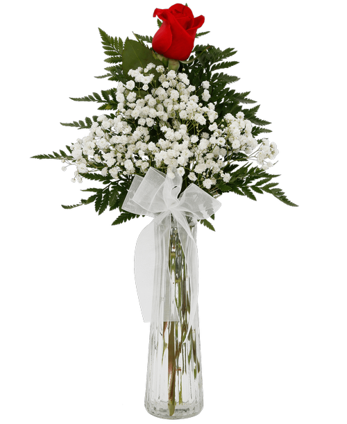 A single rose and baby's breath are arranged in a 9 inch clear bud vase with a sheer ribbon bow. Height 18 inch